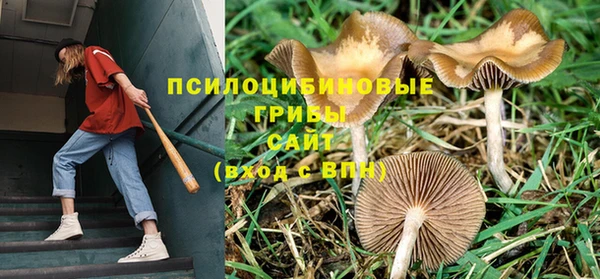 ешки Аркадак